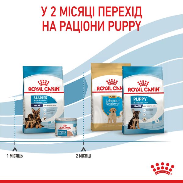 Сухий корм для щенят великих порід Royal Canin Maxi Starter до 2 місяців 4 кг 29940400 фото