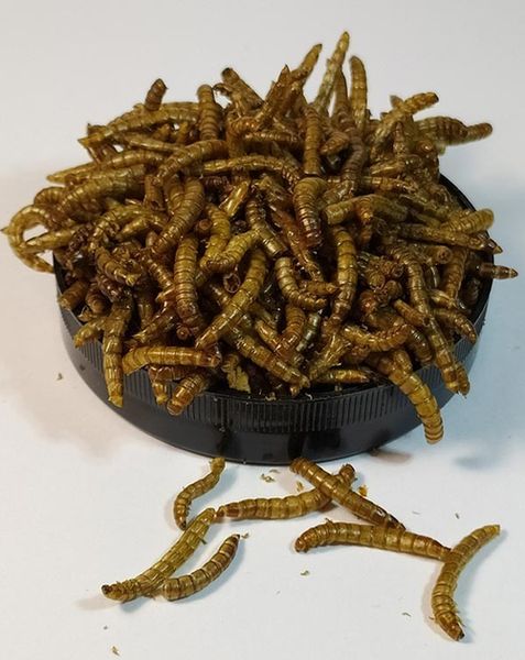 Корм БУСЯ - Mealworm - борошняний хрущак сухий (банка 600 мл, 100 г) 4820238840010 фото